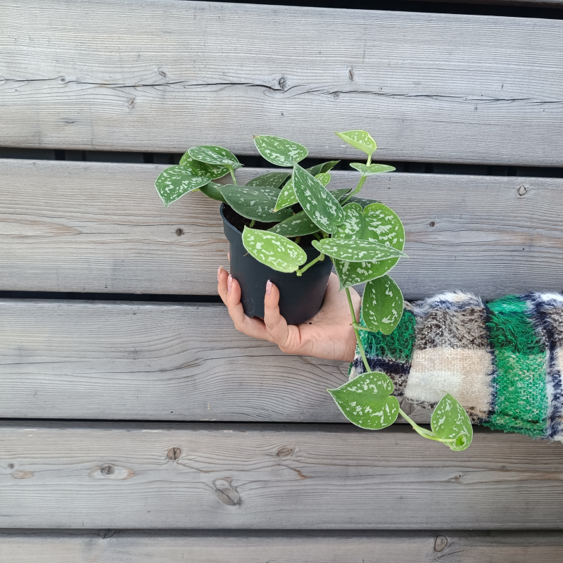 Scindapsus pictus ´ARGYRAEUS´ - kont. C1L, výška 5-10 cm